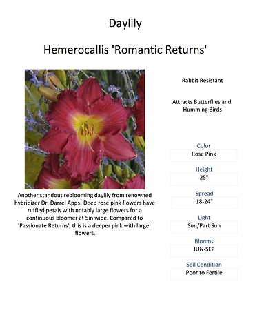 Hemerocallis (Daylily)