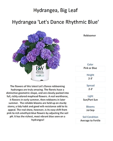 Hydrangea (Big Leaf & Mountain Varieties)