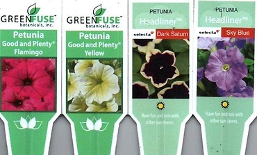 Petunia 10\" Hanging Basket Special