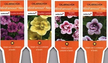 Calibrachoa, Double (Million Bells) 4\" Pot