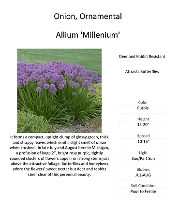 Allium (Ornamental Onion)