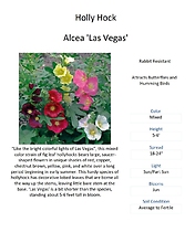 Alcea \'Las Vegas\' (Holly Hock)