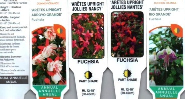 Fuchsia 4.5\" Pot or 10\" Hanging Basket