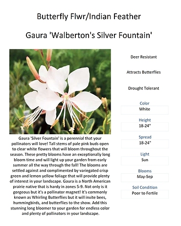 Gaura (Indian Feather / Butterfly flower)