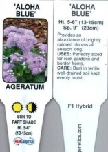 Ageratum, Blue