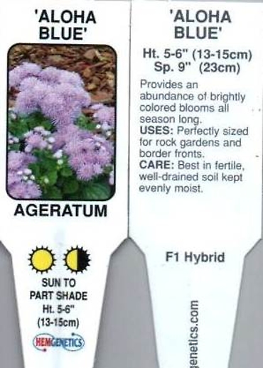 Ageratum, Blue