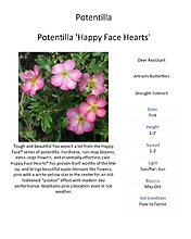 Potentilla (Shrubby Cinquefoil)