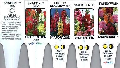 Snapdragons