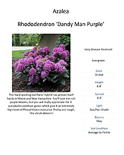 Rhododenderon \'Dandy Man Purple\'