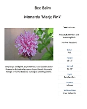 Monarda (Bee Balm)