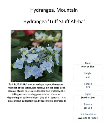 Hydrangea (Big Leaf & Mountain Varieties)