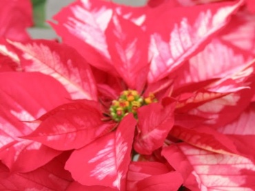 Poinsettia Branched 4.5\"