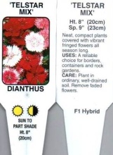 Dianthus, Mixed