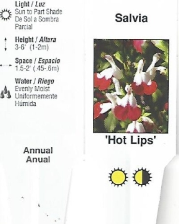 Salvia \'Hot Lips\' or \'Cathedral\' 4.5\" Pot