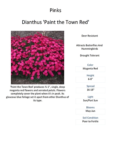Dianthus (Pinks / Carnations)