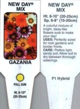 Gazania, Mixed