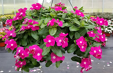 Vinca \'Cora Cascade Mixed\' 10\" Hanging Basket Special