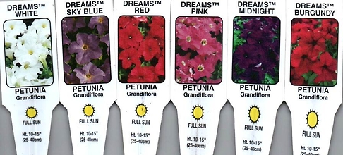 Petunias