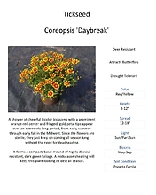 Coreopsis (Tick Seed)