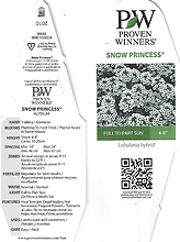 Lobularia, Hybrid \'Snow Princess\' 4.5\" Pot