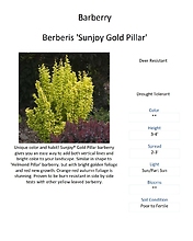 Berberis \'Sunjoy Gold Pillar\' (Barberry)