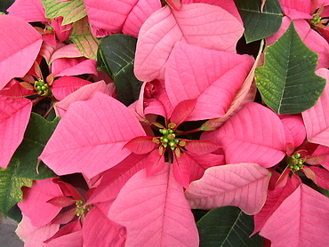 Poinsettia Branched 6.5\"