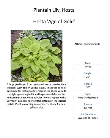 Hosta (Plantain Lily)