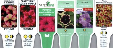 Petunia, Supertunia 4.5\" Pot