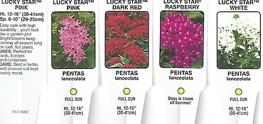 Pentas \'Lucky Star\' 4.5\" Pot or 10\" Hanging Basket