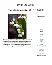 Convallaria majalis (Lily of the Valley)