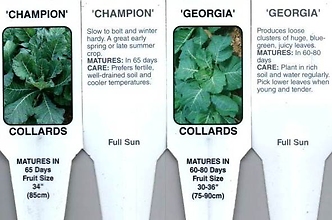 Collards