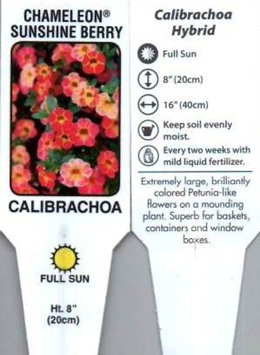 Calibrachoa, Single (Million Bells) 4\" Pot or 10\" Hanging Basket