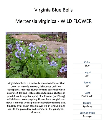 Mertensia virginica (Viginia Blue Bells) Wildflower