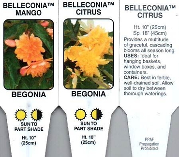 Begonia, Boliviensis 4.5\" Pot or 10\" Hanging Basket