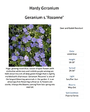 Geranium \'Rozanne\' (Hardy Geranium)