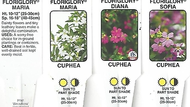 Cuphea (Mexican Heather) 4.5\" Pot