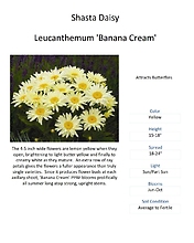 Leucanthemum (Shasta Daisy)