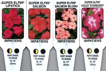 Impatiens, Shade