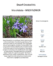 Iris \'Dwarf Crested\' (Flags) Wildflower