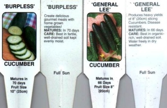 Cucumber