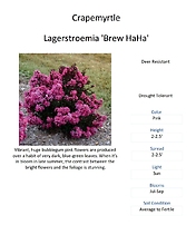 Lagerstroemia \'Brew Haha\' (Crape Myrtle)