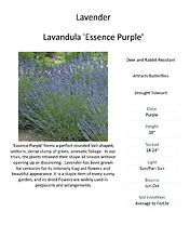 Lavender \'Essence Purple\'