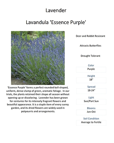 Lavender \'Essence Purple\'