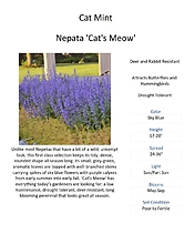 Nepata (Cat Mint)