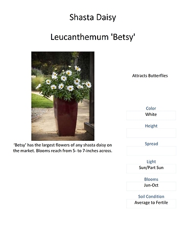 Leucanthemum (Shasta Daisy)
