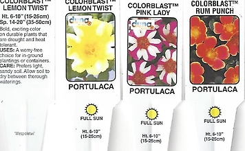 Portulaca, Hybrid (Moss Rose) 4\" Pot or 10\" Hanging Basket
