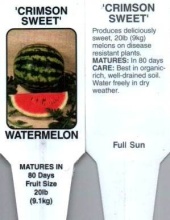 Watermelon