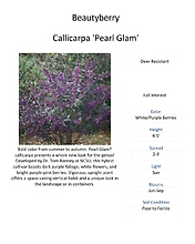 Callicarpa \'Pearl Glam\'  (Beautyberry)