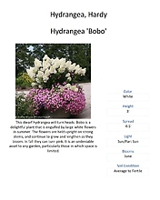 Hydrangea (Panicle and Hardy Varieties)