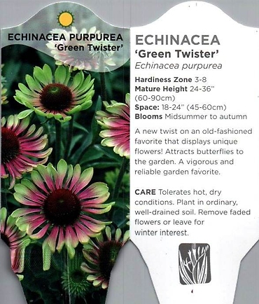 Echinacea (Cone Flower)